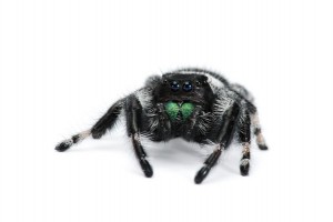 Phidippus regius, mâle subadulte